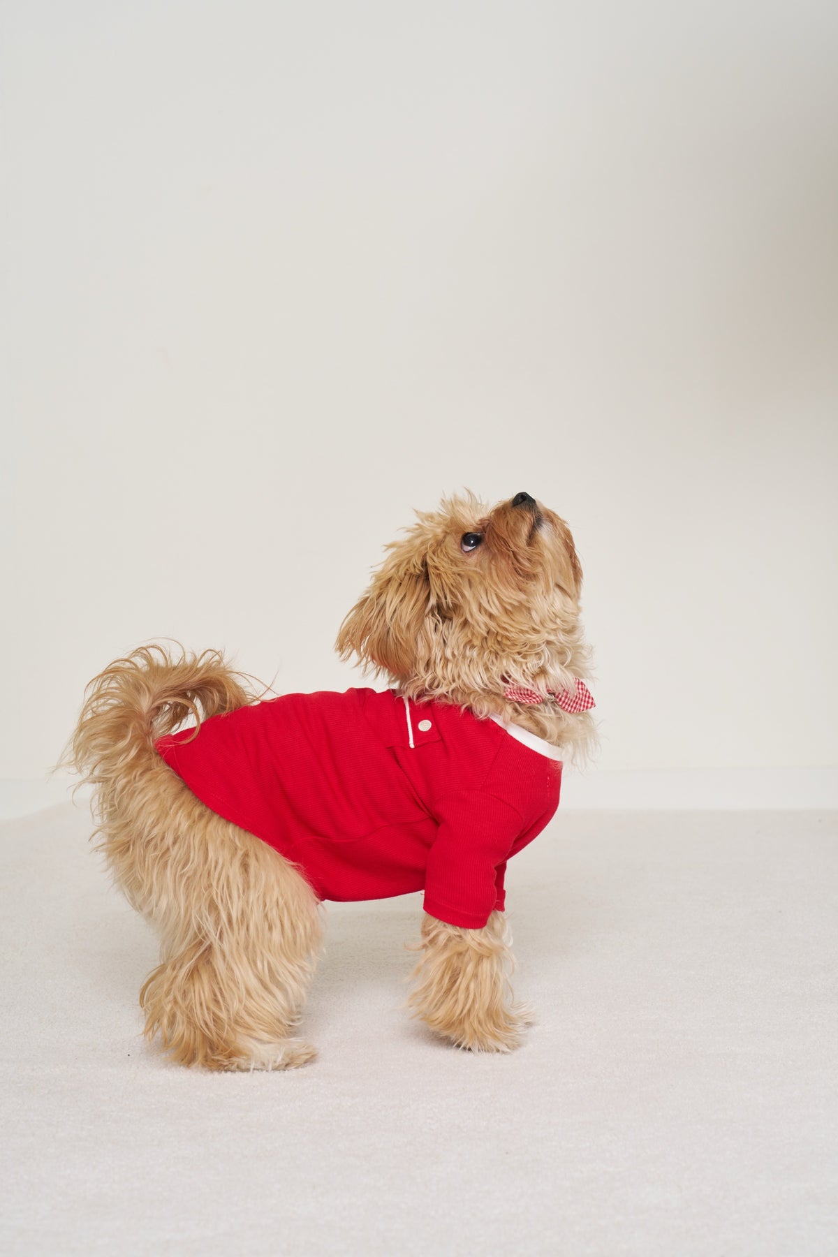 Pet Shirt Christmas - Candy Cane Ribbed Bamboo